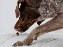 Petgood makupalat koirille, 100 g Fashion