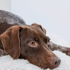 Petgood makupalat koirille, 100 g Fashion