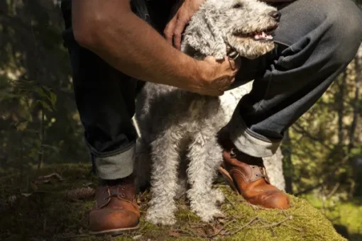 Red Wing Shoes Red Wing Blacksmith kengät, Copper Rough & Tough Online
