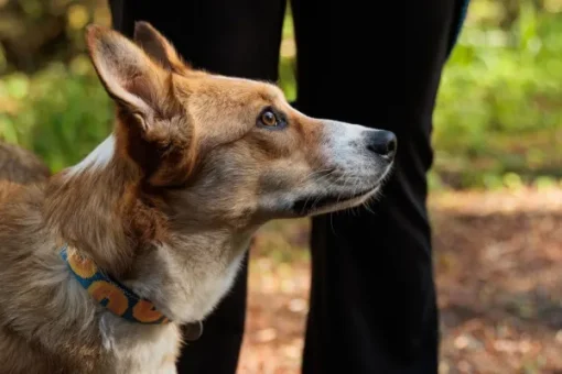 Crag Collar koiran kaulapanta, Canyon Oxbow-RuffWear Discount