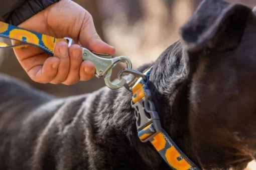 RuffWear Crag EX Leash koiran talutushihna, Rising Wave Outlet