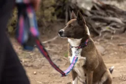 Crag Ex Leash koirien talutushihna, Alpine Dawn-RuffWear Best