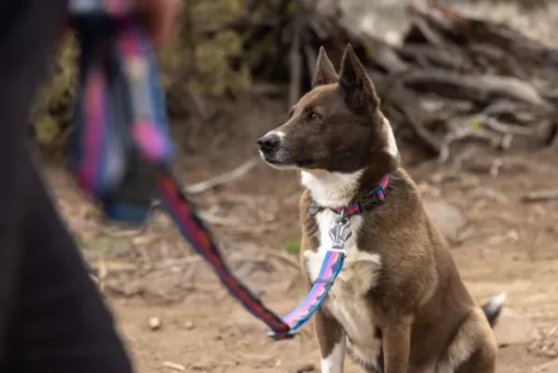Crag Ex Leash koirien talutushihna, Alpine Dawn-RuffWear Best
