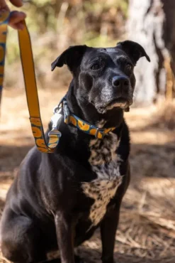 RuffWear Crag EX Leash koiran talutushihna, Rising Wave Outlet