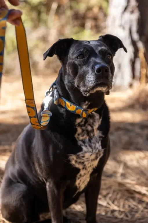 RuffWear Crag EX Leash koiran talutushihna, Rising Wave Outlet