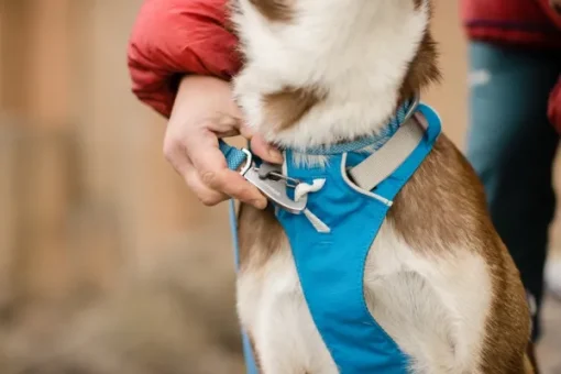 Flagline Harness valjaat, harmaa-RuffWear Sale