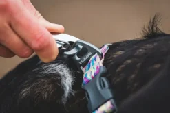 Front Range Collar koiran kaulapanta, Sweeping Sage-RuffWear Outlet