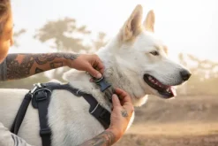 Front Range Collar koiran kaulapanta, Sweeping Sage-RuffWear Outlet