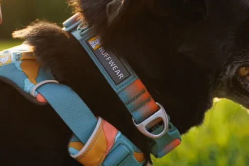 Front Range Collar kaulapanta, tummanharmaa-RuffWear Best