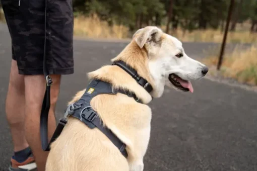 RuffWear Front Range Harness Blaze Orange XXS-S Online