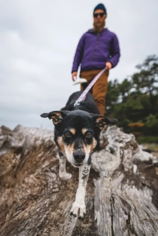 RuffWear Front Range Leash koiran talutushihna, Sweeping Sage Sale