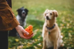 Gnawt-a-Cone Toy Glacial Blue-RuffWear Online