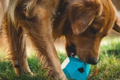 Gnawt-a-Rock Toy Salamander Orange-RuffWear Clearance