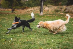 RuffWear Gnawt-a-Stick Toy Salamander Orange New