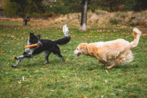 RuffWear Gnawt-a-Stick Toy Salamander Orange New