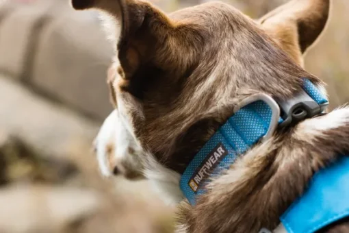 Hi & Light Collar kaulapanta, pinkki-RuffWear Discount