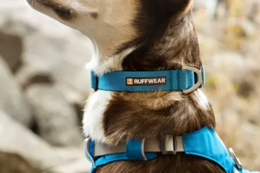 Hi & Light Collar kaulapanta, pinkki-RuffWear Discount