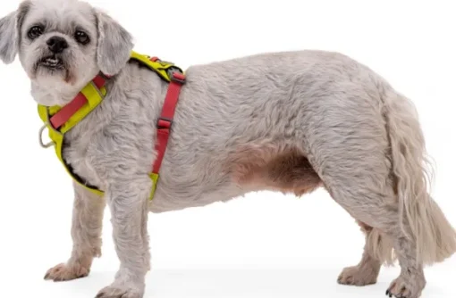 RuffWear Hi & Light Harness valjaat, harmaa New