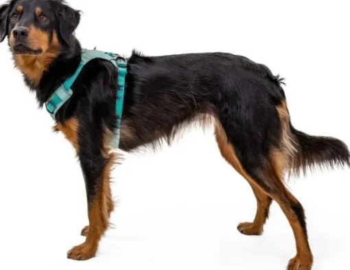 RuffWear Hi & Light Harness valjaat, harmaa New