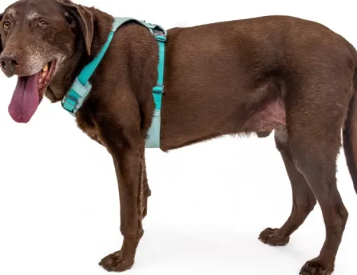 RuffWear Hi & Light Harness valjaat, harmaa New