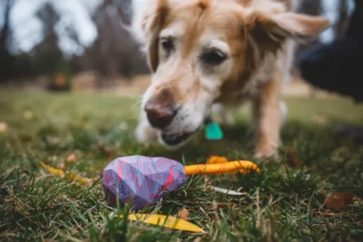Huck-a-Cone Toy Purple Orchid-RuffWear New