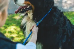 Just-a-Cinch Leash koiran talutushihna, Obsidian Black-RuffWear Best