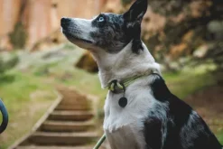 Knot-a-Collar koiran kaulapanta, Obsidian Black-RuffWear Sale