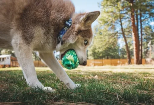 Morel koiran lelu, Moss Green-RuffWear Clearance