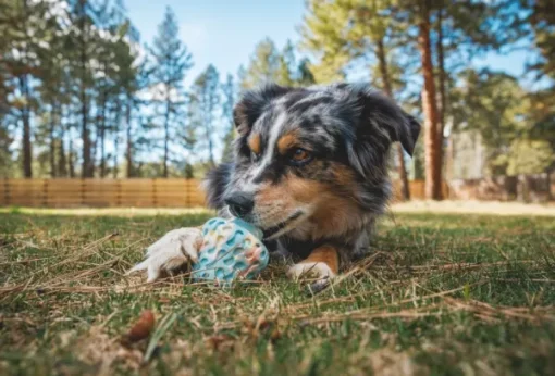 Morel koiran lelu, Gray Sky-RuffWear New
