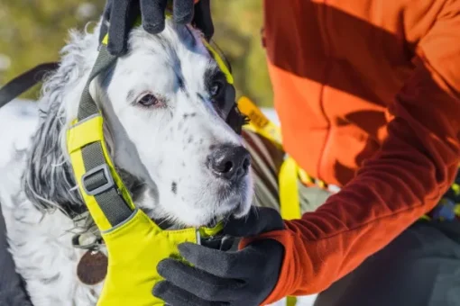 RuffWear Omnijore Joring System juoksupaketti, Lichen Green New