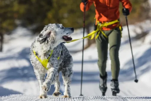 RuffWear Omnijore Joring System juoksupaketti, Lichen Green New