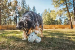 Porchini koiran lelu, Blue Prism-RuffWear Clearance