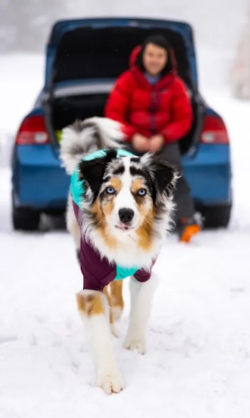 Powder Hound Jacket koiran talvitakki, Aurora Teal-RuffWear New