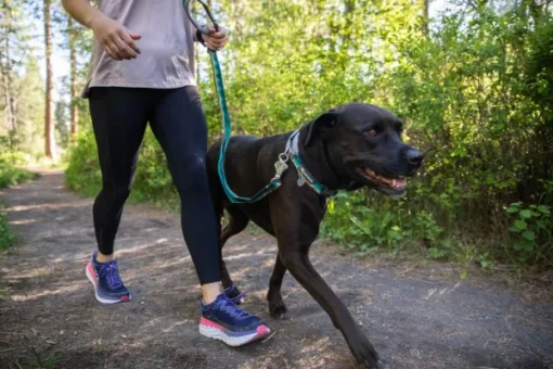 RuffWear Roamer Leash Granite Gray Outlet