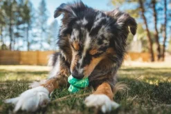 Toadstool koiran lelu, Blue Prism-RuffWear New