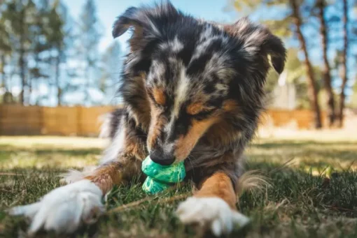 Toadstool koiran lelu, Moss Green-RuffWear Sale
