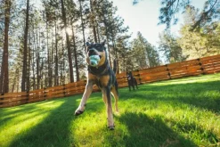 Toadstool koiran lelu, Blue Prism-RuffWear New