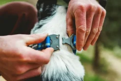 RuffWear Top Rope Collar koiran kaulapanta, Blue Pool Clearance