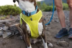 RuffWear Trail Runner Running Vest koiran reppuliivi, keltainen New