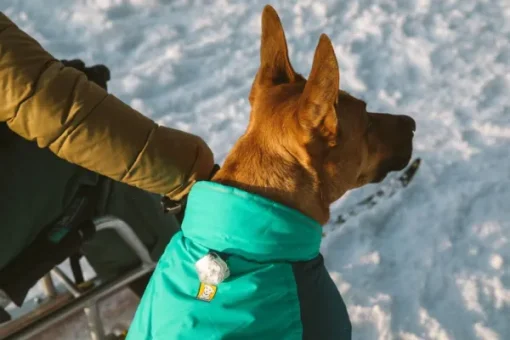 Vert koiran talvitakki, Aurora Teal-RuffWear Sale