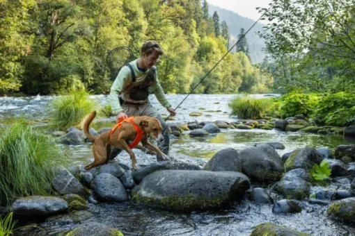 Web Master Harness Blaze Orange-RuffWear Best