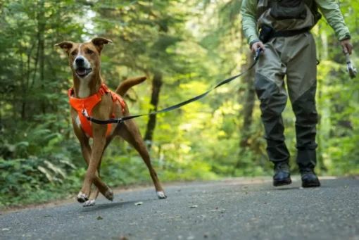 Web Master Harness Blaze Orange-RuffWear Best