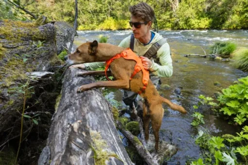 Web Master Harness Blaze Orange-RuffWear Best