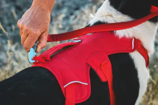 Web Master Harness River Rock Green-RuffWear Clearance