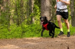 Hike Belt+Leash Red M-Rukka Discount