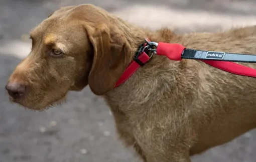 Hike Belt+Leash Red M-Rukka Discount