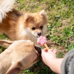 Smoofl Dog Ice Form muotit koiran jäätelölle, XS Online