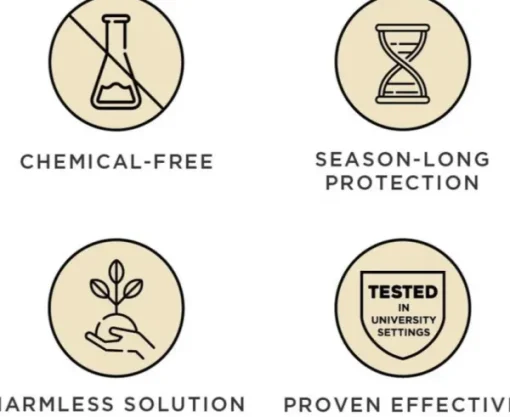 Active Green-Tickless Fashion