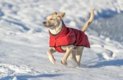 Trixie Explore Thermo Winter Coat koiran talvitakki, 55 cm, Sangria Clearance