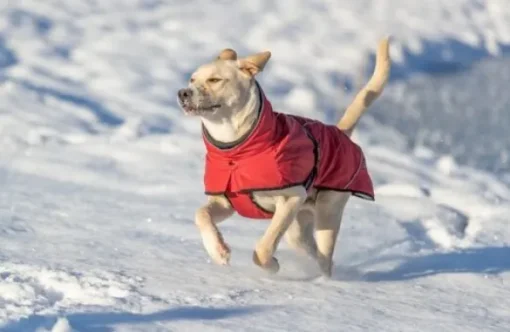 Trixie Explore Thermo Winter Coat koiran talvitakki, 55 cm, Sangria Clearance